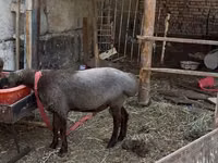 ஆண் ஆடு, ஆடுகள் — புகைப்படம் 2