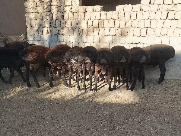 Bélier, Moutons