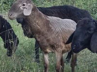 Ovejas (lote, sexo no especificado), Ovejas — foto 6