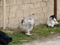 Brahma — foto 7