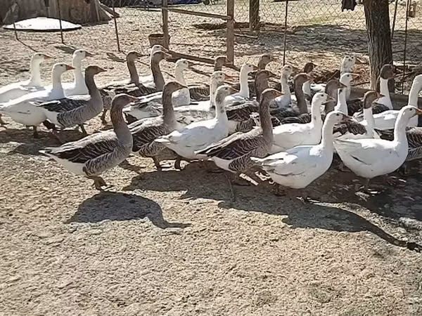 Geese