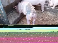 नर सूअर — फ़ोटो 2