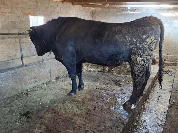 Touro, Swiss cattle