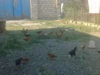 Chickens — photo 2