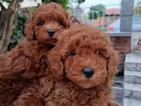 Məhsul: Toy pudel balaları Xüsusiyyətlər: - Cins: Toy Poodle (oyuncaq — photo 2