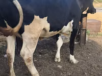 Sigir, Russian Black pied cattle — 2-rasm
