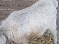 公山羊, Goats — 照片 4