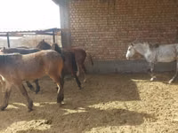 حصان, Horse breed — الصورة 2