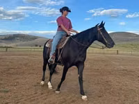 Klisna, National Show Horse — foto 2