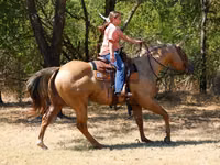 雄馬, Quarter Horse — 写真 6