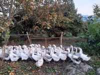 Geese — फ़ोटो 2
