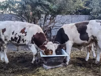 सांड, मवेशी — फ़ोटो 1