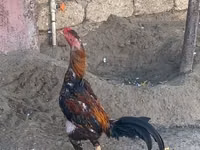 Chickens — Foto 3