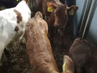 Skot (série, pohlaví neuvedeno), Simmental cattle — foto 7
