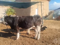 ძროხა, Simmental cattle — ფოტო 4
