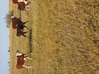Bovins (lot, sexe non indiqué), Vache kazakhe à tête blanche — photo 1