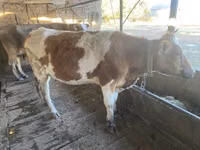 Vaca, Simmental cattle — foto 6