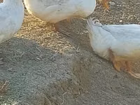 Ducks — foto 5