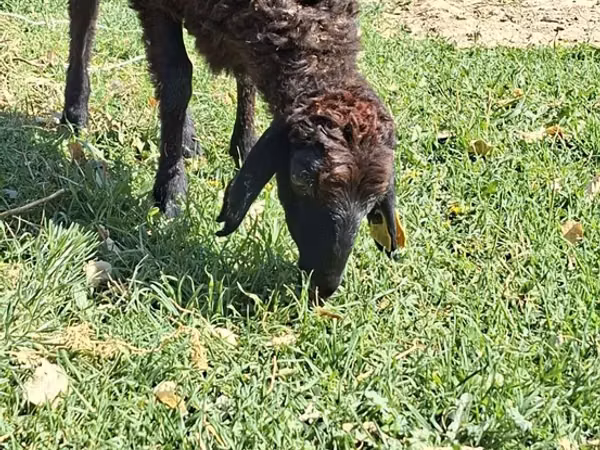 Brebis, Moutons