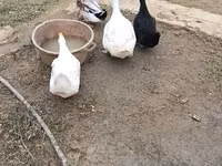Ducks — 4-rasm