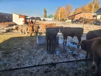 காளை, Simmental cattle — புகைப்படம் 2