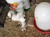 Brahma — foto 4