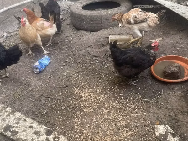 Chickens