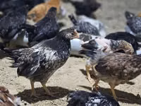 Chickens — Foto 4