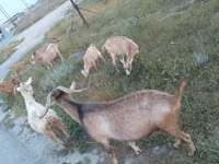 பெண் வெள்ளாடு, Alpine goat — புகைப்படம் 2