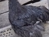 ორპინგტონი — ფოტო 4