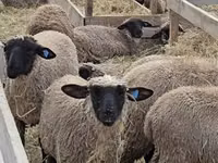 ცხვარი, Blackheaded Persian sheep — ფოტო 3