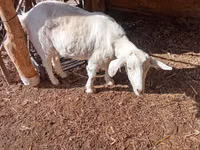 Ziege, Saanen goat — Foto 2