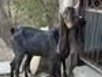 Ешкі, Kamori goats — 5-сурет
