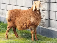 母羊, Hissar sheep — 照片 1