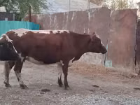 İnek, Simmental cattle — foto 4