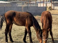 Horse (M), Horses — photo 5