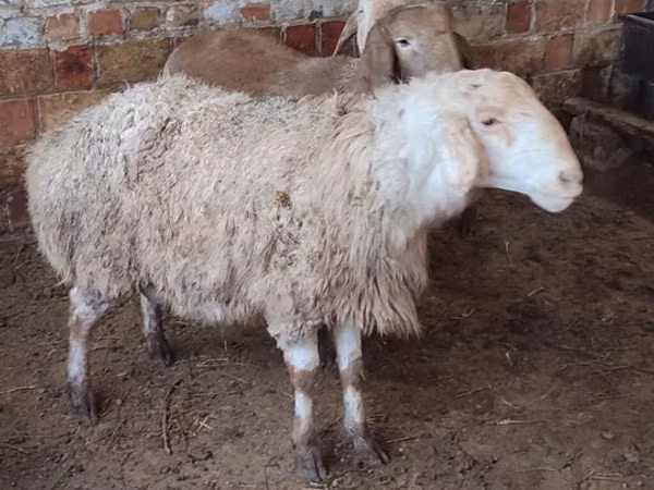 Koyun, West-Siberian mutton sheep