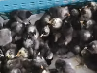 Chickens — ფოტო 3
