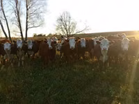 Vaca, Russian Black pied cattle — foto 8