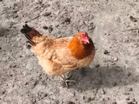 Chickens — 写真 2