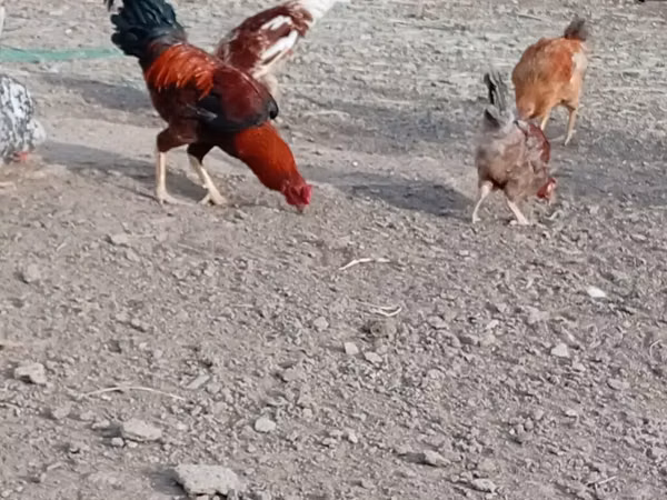 Chickens