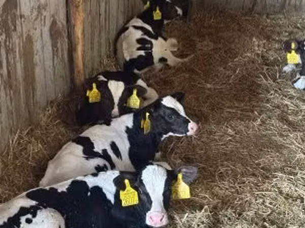 Taureau, Russian Black pied cattle