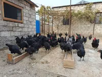 Australorp — foto 6