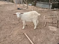 Ешкі, Saanen goat — 3-сурет
