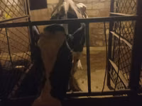 Vache, Race Holstein — photo 1