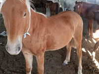 Aygʻir, Kazakh horse — 2-rasm