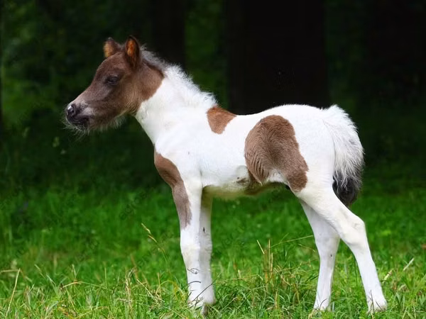 ცხენები (პარტია, სქესი არ არის მითითებული), Shetland Pony