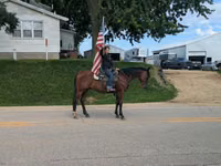 雄馬, Quarter Horse — 写真 6