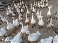Geese — foto 3