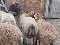 ஆண் ஆடு, ஆடுகள் — புகைப்படம் 5